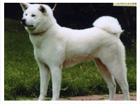 フィンランドの秋田犬チャンピオン