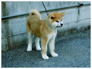 akitainugallery_img009