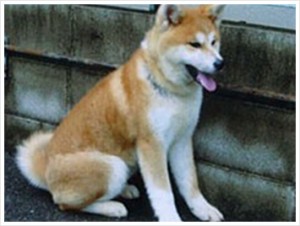 akitainugallery_img032