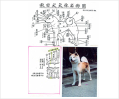 秋田犬 体名称図(Akita the body)