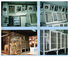 中川畜犬店 犬舎(店内)1