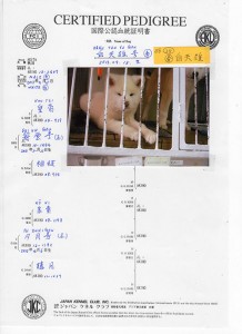 puppy_information_img005