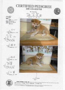 puppy_information_img008