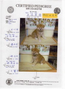puppy_information_img009