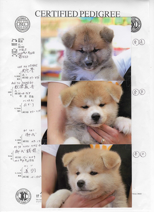 子犬情報(Puppy information)