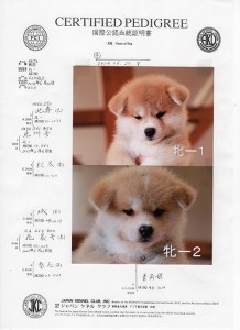 puppy_information_img016