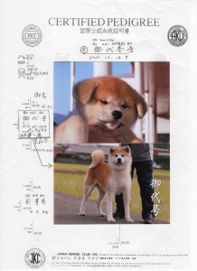 puppy_information_img017
