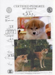 puppy_information_img019