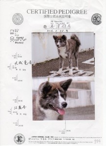 puppy_information_img023