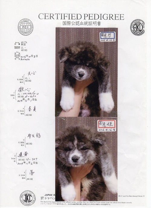 子犬情報(Puppy information)