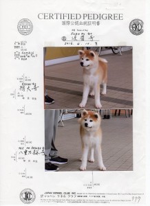 puppy_information_img027