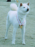 中川畜犬店の秋田犬