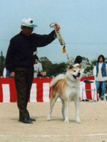 中川畜犬店の秋田犬