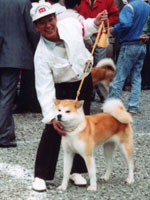 中川畜犬店の秋田犬