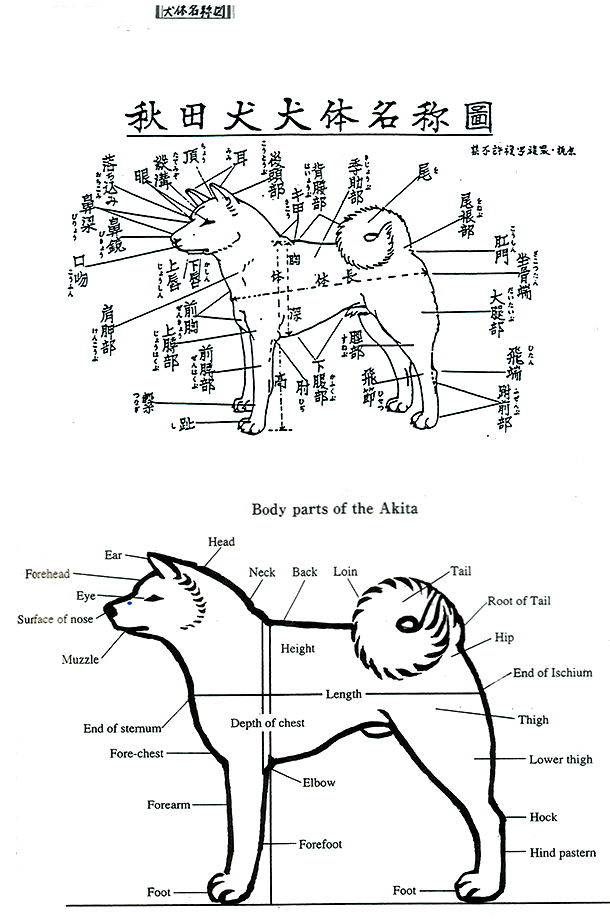 秋田犬犬体名称図