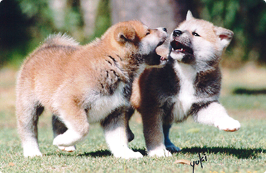 世界で愛される秋田犬